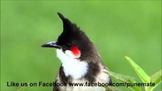 Bulbul Singing [upl. by Moreta]