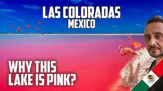 Las Coloradas Mexico Vlog  Pink Lake in Rio Lagartos Mexico [upl. by Darleen782]