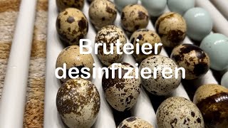 Bruteier desinfizieren  Bruteidesinfektion bei Kunstbrut  Eier säubern  Hühnerhaltung  Hühner [upl. by Ynnhoj]