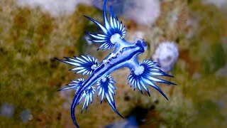 Blue Sea Dragon 🌊 One Of The Most Beautiful Sea Creatures [upl. by Eduam]