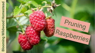 PRUNING RASPBERRIES  Reclaiming an Overgrown Patch [upl. by Akemot]