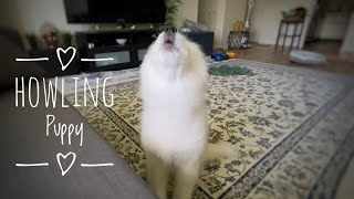 How a Samoyed puppy’s Howling is evolving🐶 samoyed puppy howling [upl. by Atis]