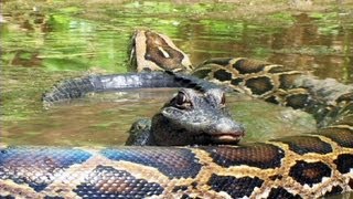 Pythons at Alligator Pond 07  Dangerous Animals in Florida [upl. by Omer440]