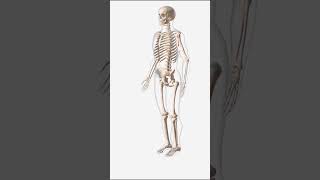 Skeletal System Ligaments and joint conditions overview [upl. by Alice]