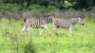 Zebre a Hluwawe [upl. by Durman]