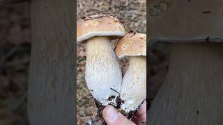 Primeros Boletus Edulis de esta temporada 2024 en Castilla y León Vaya parejita fyp shorts [upl. by Gonzalez423]