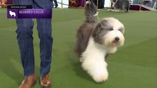 Bearded Collies  Breed Judging 2023 [upl. by Nivar90]