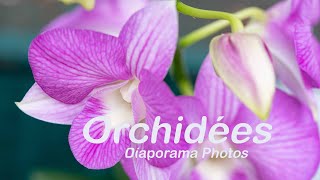 Les Orchidées en macrophotographie Diaporama [upl. by Elkin]