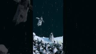 🐧 Baby Penguins Jump Off 50Foot Cliff in Antarctica penguins [upl. by Entwistle718]