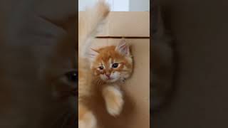 Cuteness Overload Purrfect Music Videos For Cat Lovers [upl. by Georgette694]