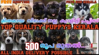 500 രൂപ മുതൽഇവിടെ ഇല്ലാത്ത Pets ഇല്ലഅതും ഇത്ര വിലക്കുറവിലും മികച്ച ക്വാളിറ്റിയിലും💯  COD ✅ [upl. by Dlopoel792]