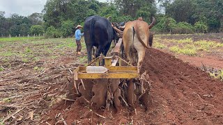 NARREI O NOSSO TRABALHO COM A GRADE DE BOIS [upl. by Mahda]