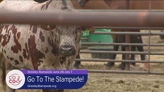 Meet Miss Rodeo Colorado and Get In On the Fun at the Greeley Stampede [upl. by Neiman531]