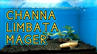 channa limbata golden mager [upl. by Okoy]