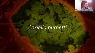 33 Coxiela burnetii [upl. by Lovett]