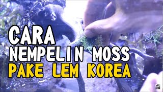 TANAM MOSS PAKE LEM KOREA DENGAN HASIL MAKSIMAL [upl. by Hurleigh]