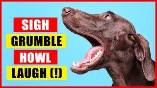 11 Sounds Dogs Make and What They Mean [upl. by Cedric]