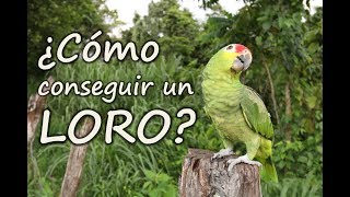 Como cuidar un LORO  ¿COMO CONSEGUIR UN LORO [upl. by Azrim]