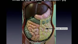 Anatomy  Major Organs amp Abdominopelvic QuadrantsRegions [upl. by Seamus]