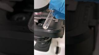 identify the urine sediment urinalysis urinesediment urinecrystals microscope mls cls urine [upl. by Barbur808]