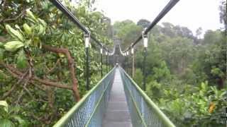 MacRitchie Reservoir Park Singapore Treetop Walk THUNDERSTORM [upl. by Hars]