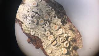 How to make a crustose lichen crosssection [upl. by Celestine118]