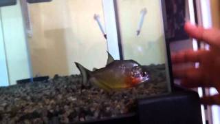 Ruby red spilopleura piranha chasing [upl. by Haiel]