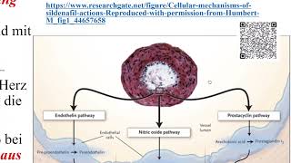 Therapie der Hypertonie 6 Pulmonale Hypertonie [upl. by Fronia]