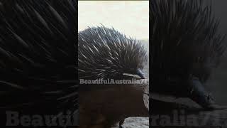 Australian Echidna beautifulaustralia71 echidna cute love shorts viral wildlife [upl. by Anissa]