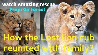 How the Lost lion cub reunited with family Watch Amazing rescue operation At una near Gir forest [upl. by Dorkus549]