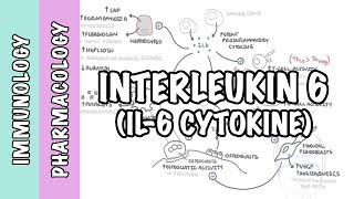 Immunology  Interleukin 6 IL6 physiology and IL6 antagonist pharmacology Tocilizumab [upl. by Ikkaj]