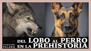 🐕 ¿Cuándo se convirtió el lobo en perro [upl. by Asilav]