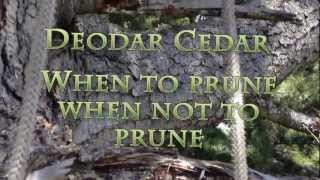 When to prune a Deodar Cedar [upl. by Cappella]