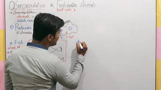 Osmoregulation in Fresh water animals class 12  Osmoregulation in Fish  irtisams biology [upl. by Niraa]