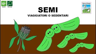 Semi  Viaggiatori o sedentari [upl. by Pompea]