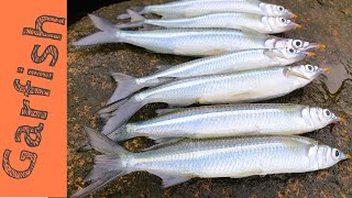 How To Catch Garfish  Burley Bait amp Rigs [upl. by Northrop959]