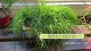 Rhipsalis Varieties amp Care Tips  Come See my Rhipsalis Houseplants  10K Giveaway Winner [upl. by Efeek911]