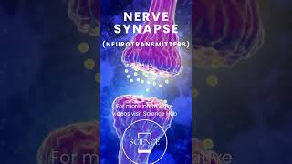 Synapse  Neurotransmitters Science Hub [upl. by Ahsak]