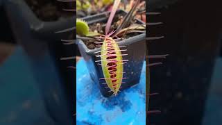 3 Facts About The Venus Flytrap [upl. by Naujak604]