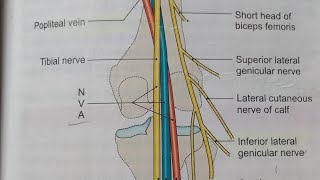 POPLITEAL FOSSANOTESBDCHAURASIALOWER LIMB ANATOMY [upl. by Gwenni982]