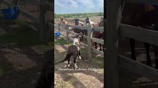 Phillip the Stallion Arrives at the Farm stallion minihorse horse horses spicy small feisty [upl. by Nelac]