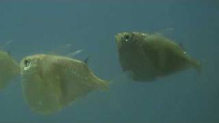 Giant Silver Hatchetfish at Tyne Valley Aquatics [upl. by Anavrin892]