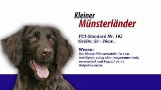 Meister PETz TV  Kleiner Münsterländer [upl. by Mccord]