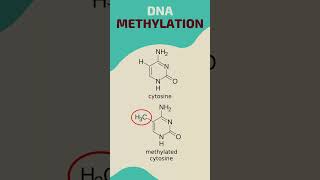 Epigenetics Unlocking Genetic Potential [upl. by Lawrenson492]