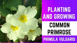 Planting and Growing Common Primrose Primula vulgaris🌼🌼🌼 [upl. by Eihtak]