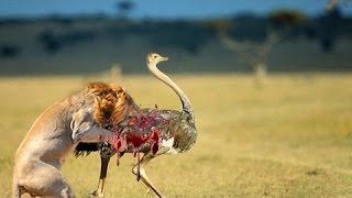 Lion kills an ostrich  Leopard vs ostrich real fight  Best Moment Animal Kills 2016 [upl. by Idnat59]