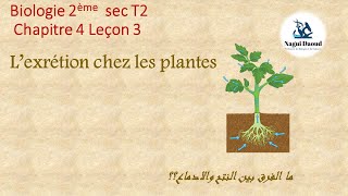 Biologie 2ème sec Chapitre 4 Leçon 3 Lexcrétion chez les plantes الاخراج3 [upl. by Llecrep]