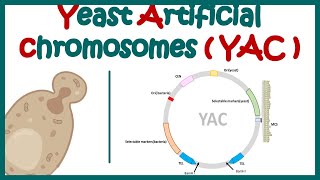 Yeast artificial chromosome YAC  What are the components of yeast artificial chromosome [upl. by Corron370]