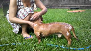 Banho em Cachorros Dachshund Teckel Cofap Linguiça Salsicha [upl. by Hammock98]