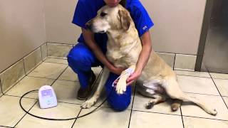 SunTech Vet20 Taking a BP measurement on Cats and Dogs 3 of 4 [upl. by Dorene]